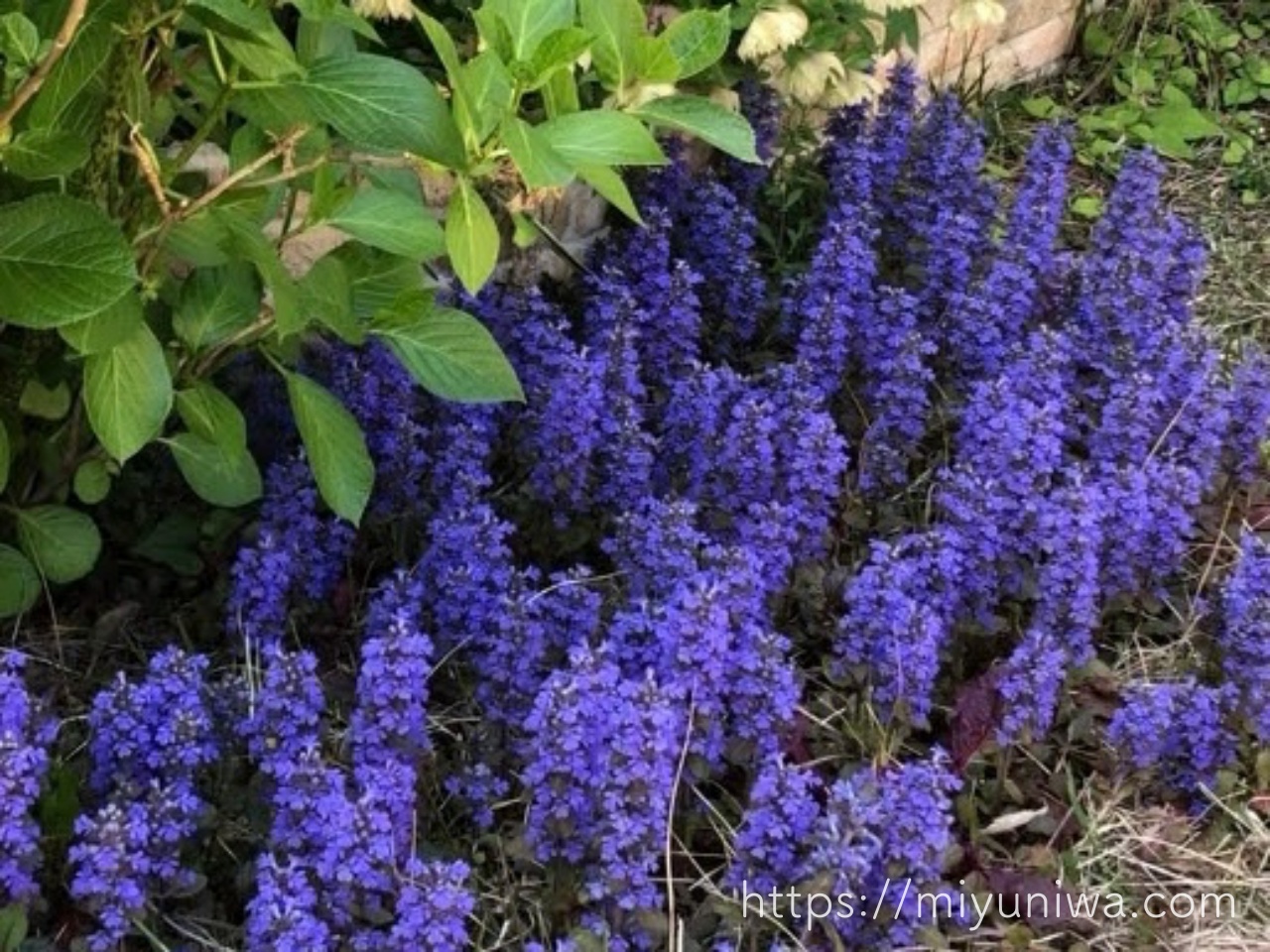 アジュガの青花の種類