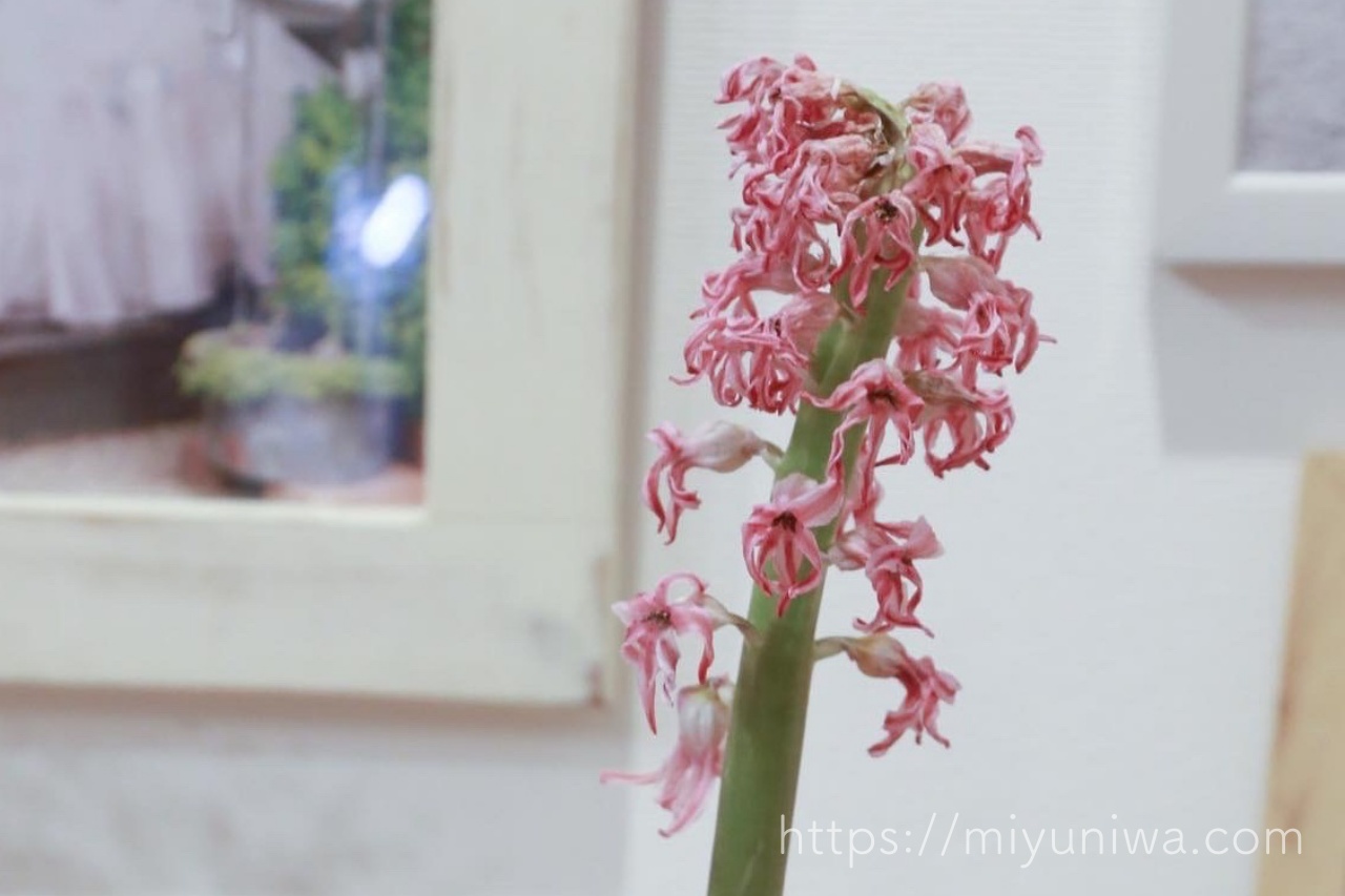 花が枯れたヒヤシンス