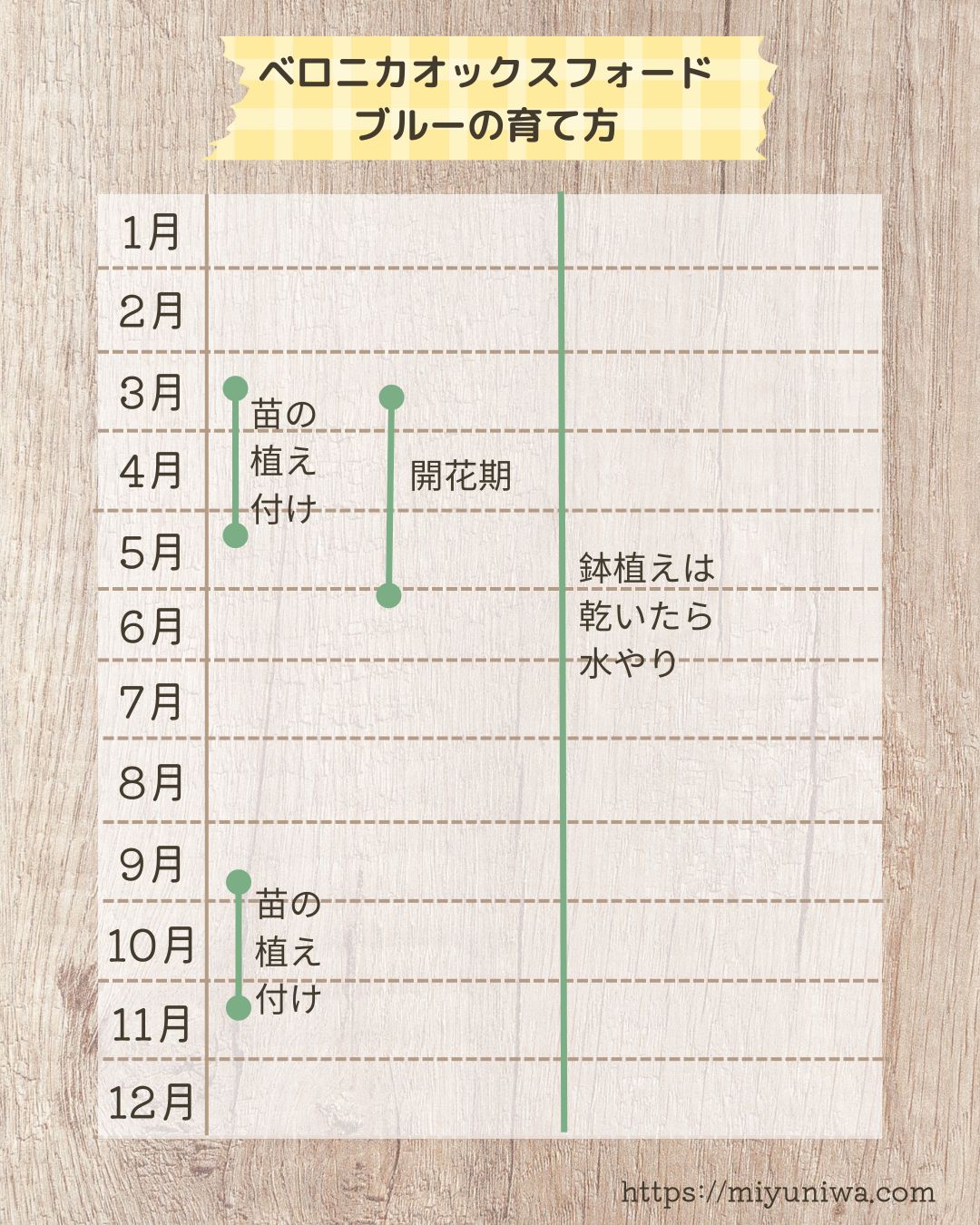 ベロニカオックスフォードブルーの育て方