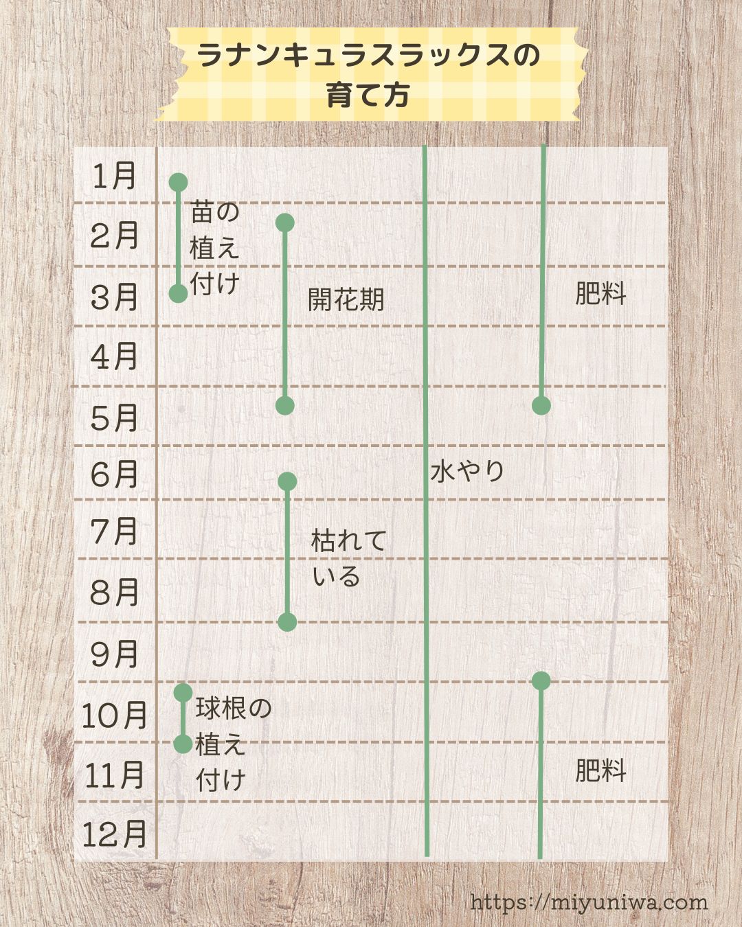 ラナンキュラスラックスの育て方