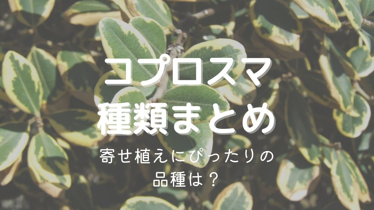 コプロスマの種類まとめ！寄せ植えにぴったりの品種は？