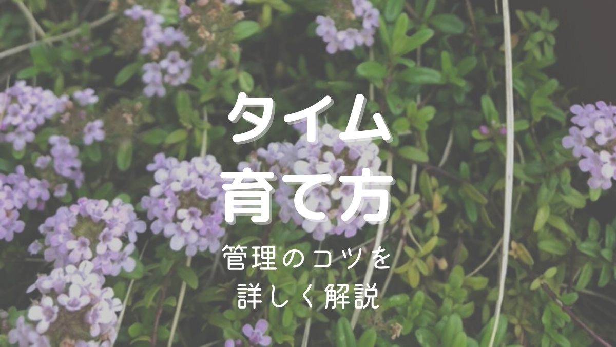 タイムの育て方と管理のコツをガーデニング初心者にもわかりやすく解説！