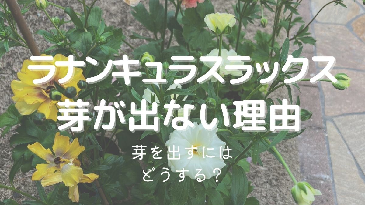 ラナンキュラスラックスの芽が出ない理由は？芽出しする方法を詳しく解説