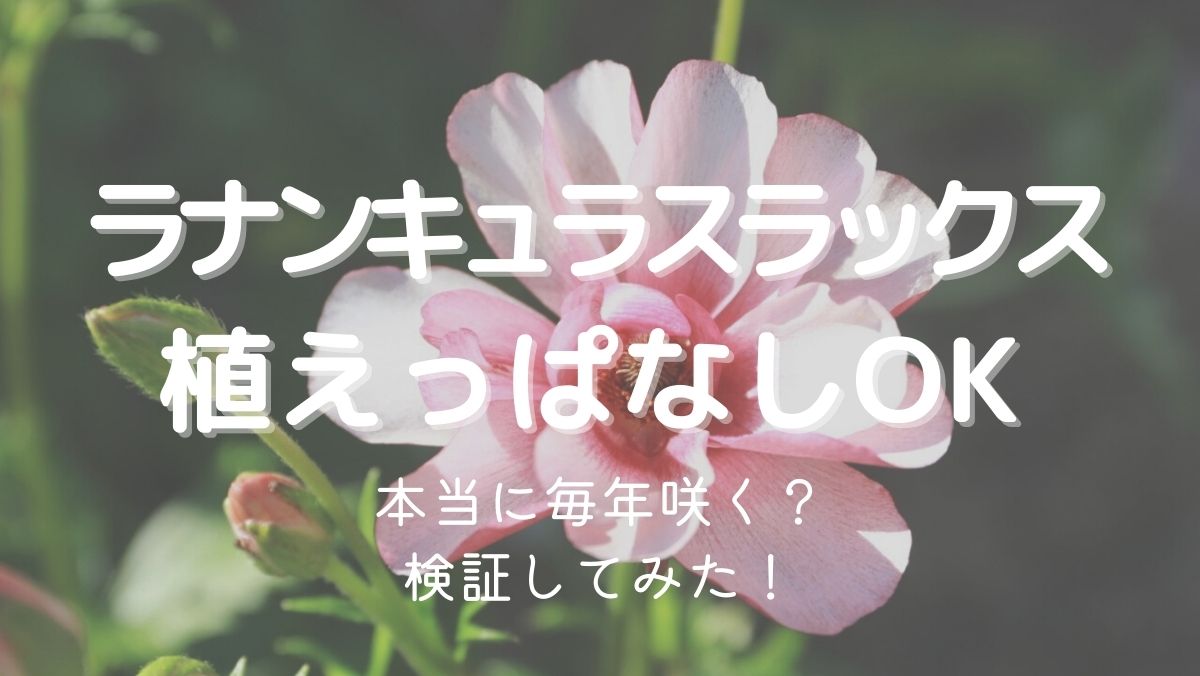 ラナンキュラスラックスは植えっぱなしで本当に毎年咲く？実際に育ててみた