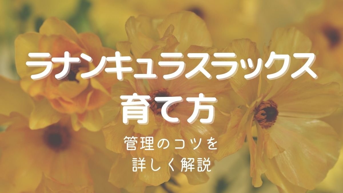 ラナンキュラスラックスの育て方を初心者にもわかりやすく解説！失敗しない管理のコツ