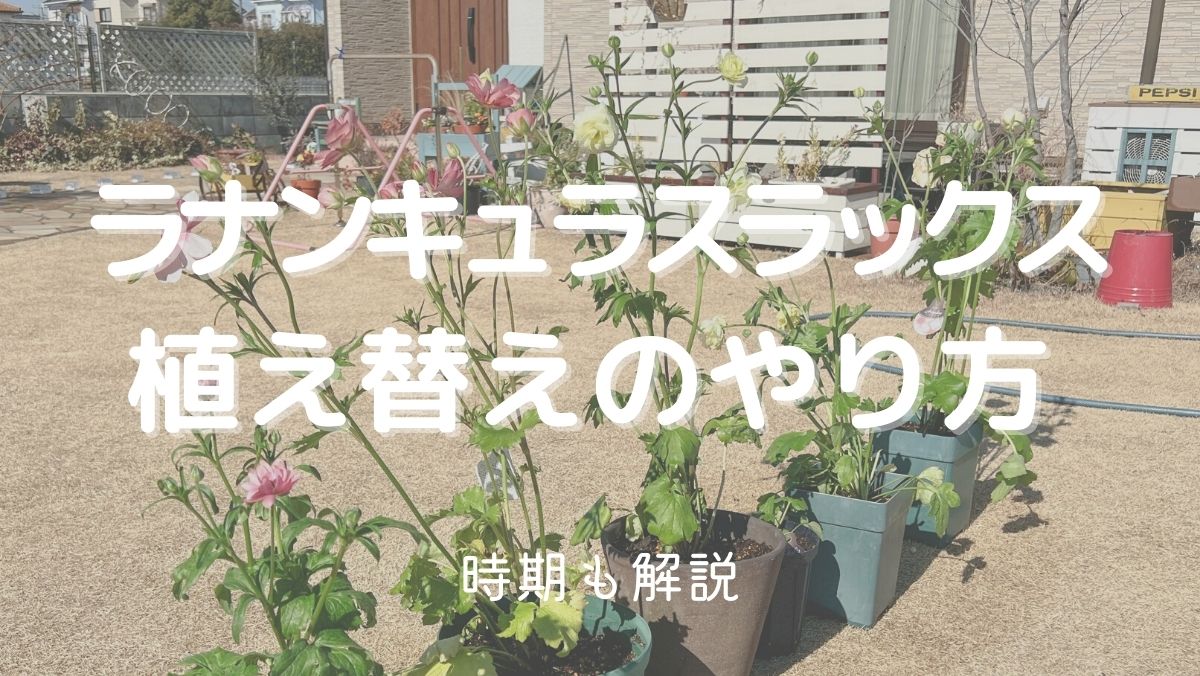 ラナンキュラスラックスの植え替えのやり方や時期をくわしく解説！