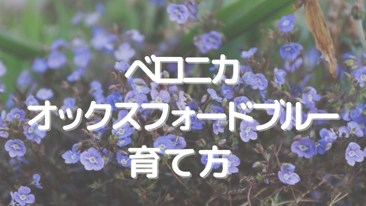 ベロニカオックスフォードブルーの育て方を初心者にもわかりやすく解説！