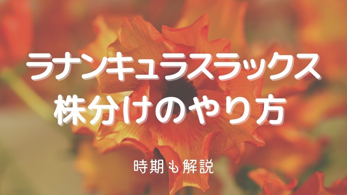 ラナンキュラスラックスの株分けのやり方や時期は？増やし方を解説