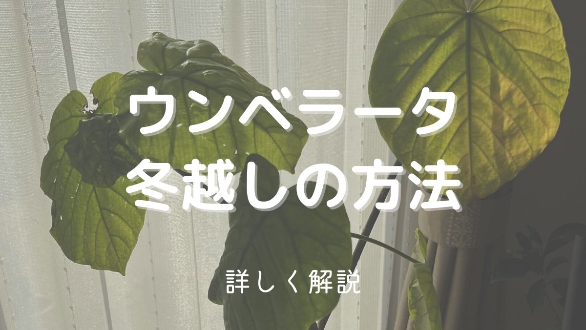 ウンベラータの冬越しに失敗しないコツ6つ！落葉しても大丈夫！