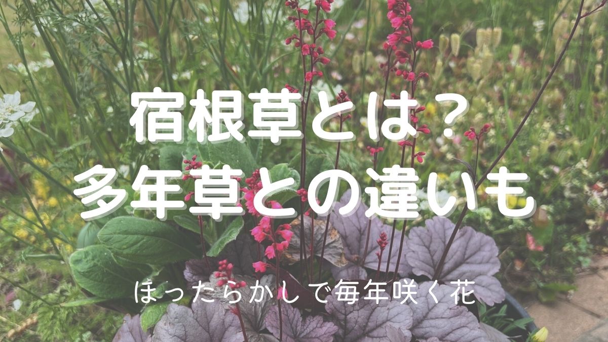 宿根草と多年草の違いを解説！ほったらかしで毎年咲く花