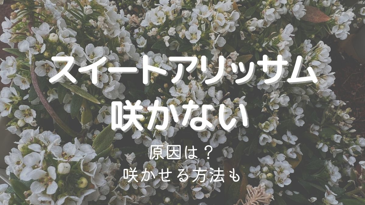 アリッサムの花が咲かない原因と対処法をわかりやすく解説！