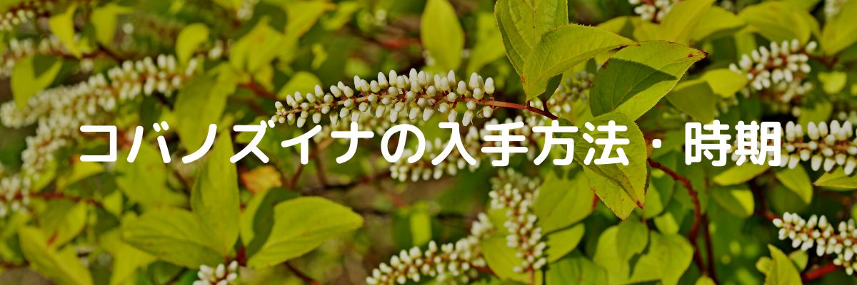 コバノズイナの入手方法と時期