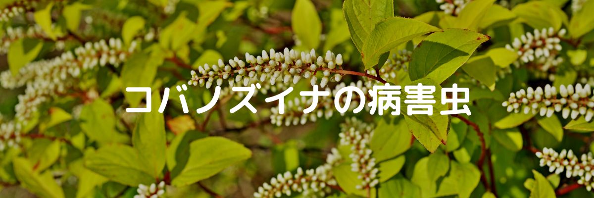 コバノズイナの病害虫