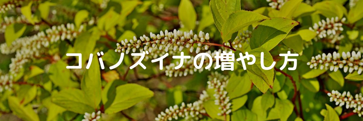 コバノズイナの増やし方