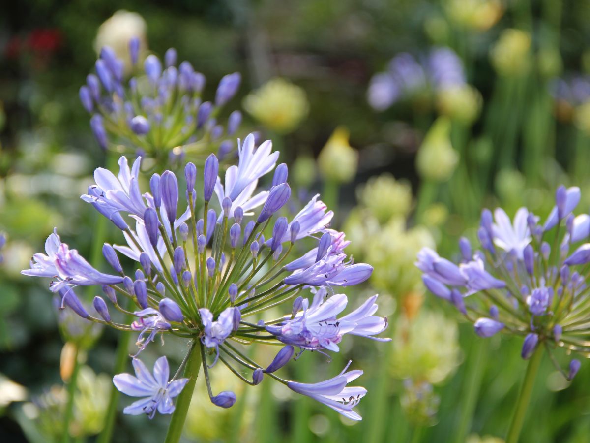 アガパンサスの花言葉