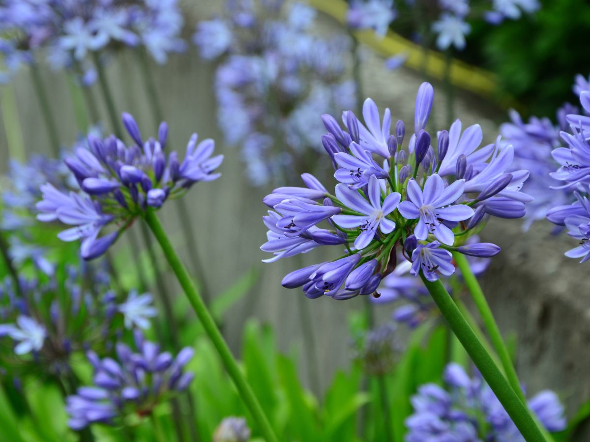 アガパンサスの花言葉に怖い意味はない