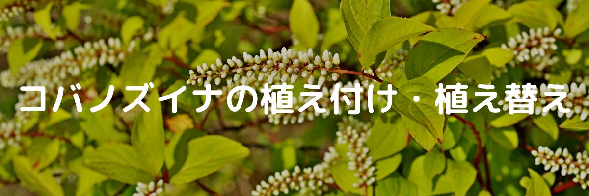 コバノズイナの植え付け・植え替え