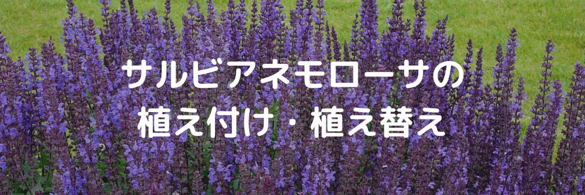 サルビアネモローサの植え付け・植え替え