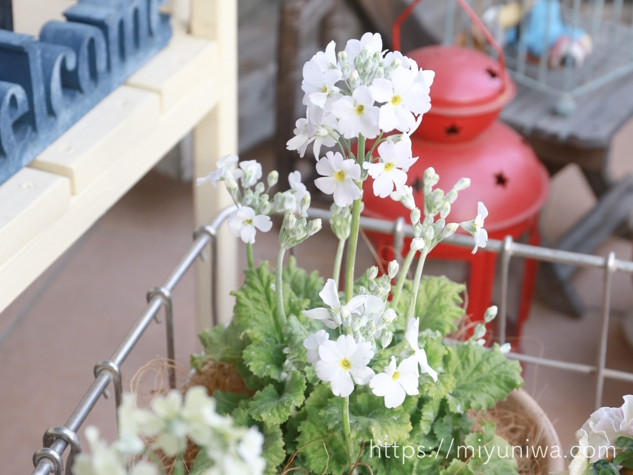 2月におすすめの植物・プリムラ