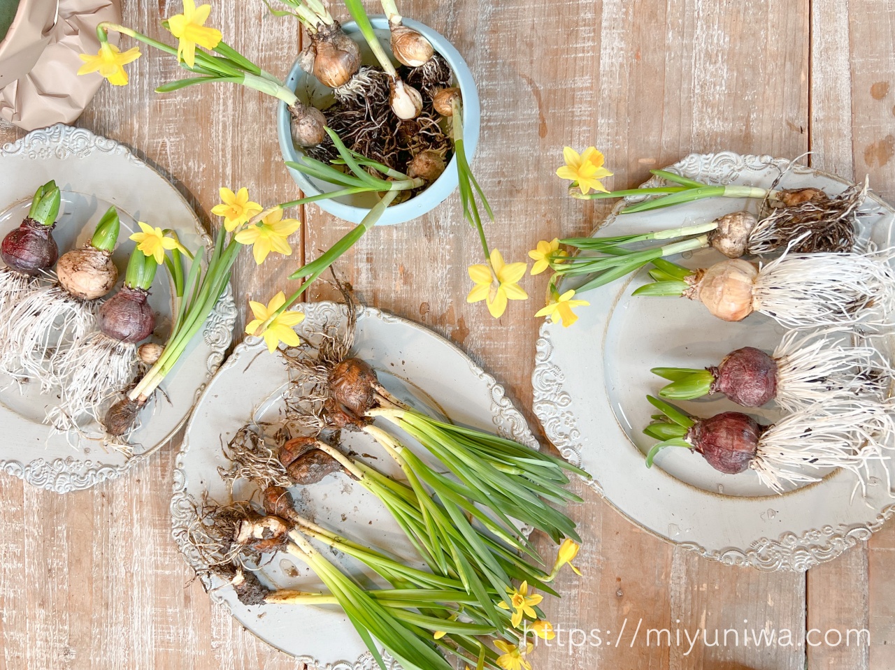 2月におすすめの植物・目出し球根