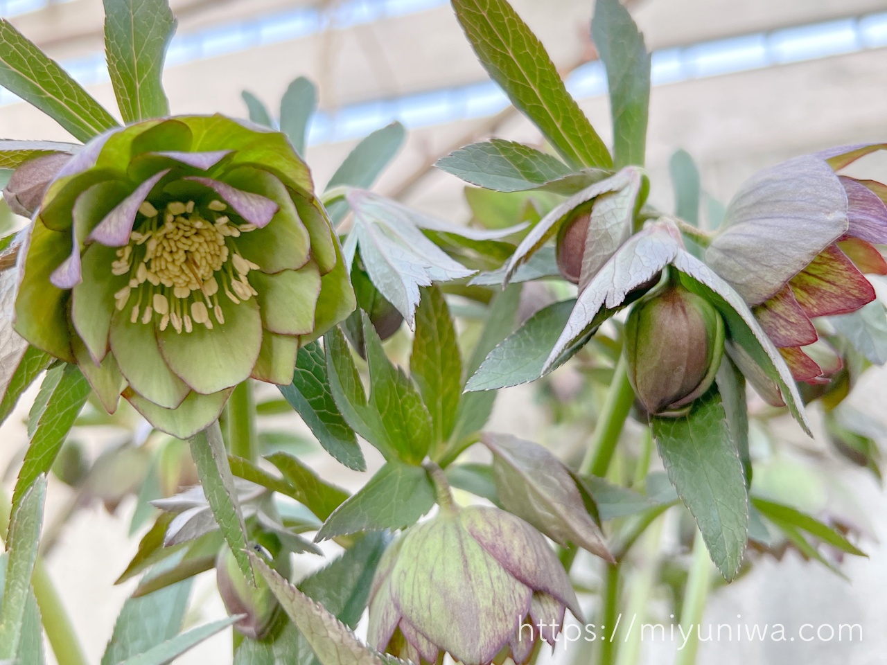 2月におすすめの植物・クリスマスローズ