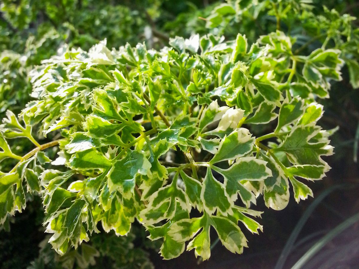 観葉植物のポリシャスの花言葉