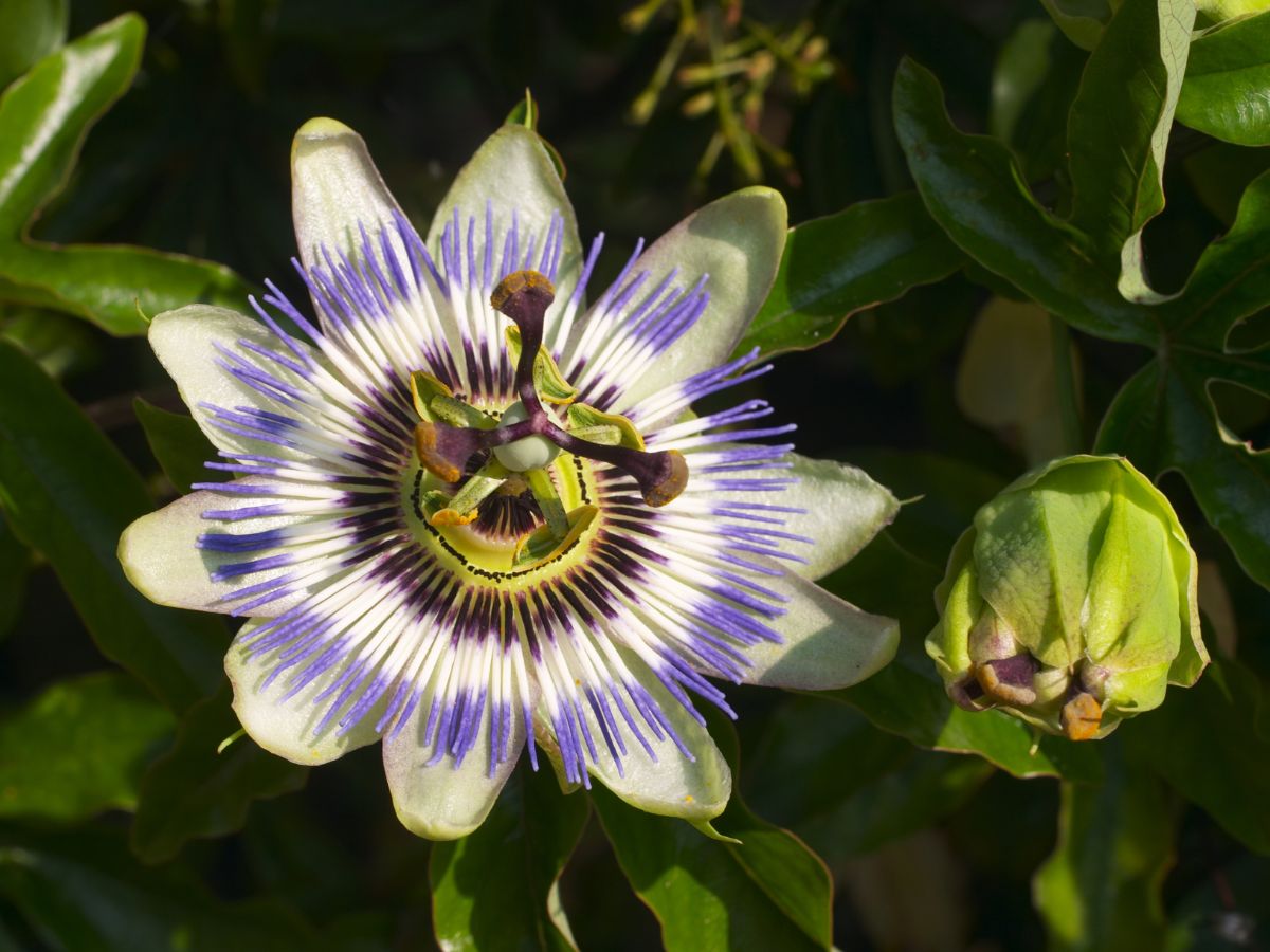 トケイソウを植えてはいけない理由