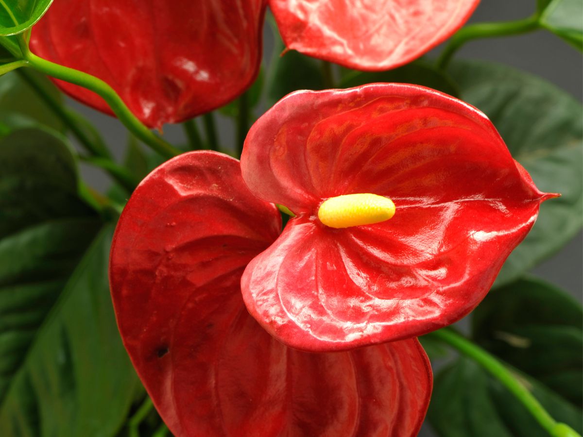 アンスリウムの花言葉