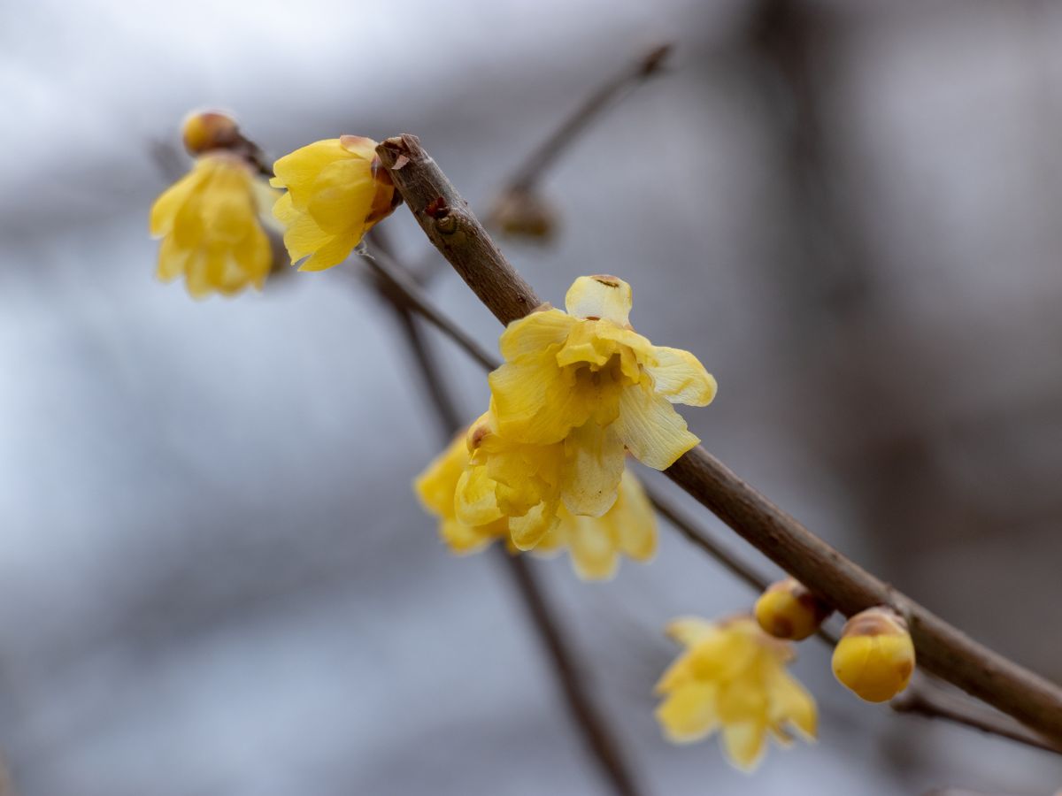 蝋梅の花が咲かない原因と対処法