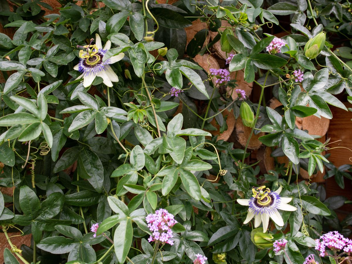 トケイソウを植えてはいけない理由