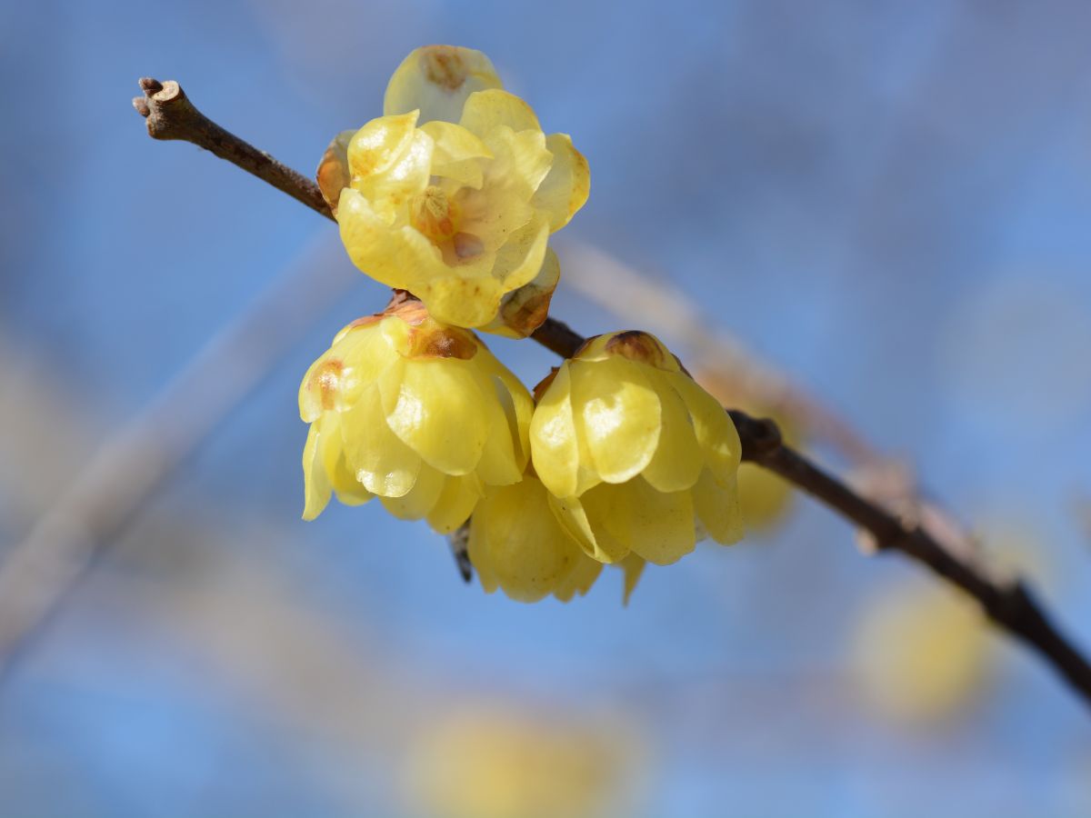 蝋梅の蕾が落ちる理由