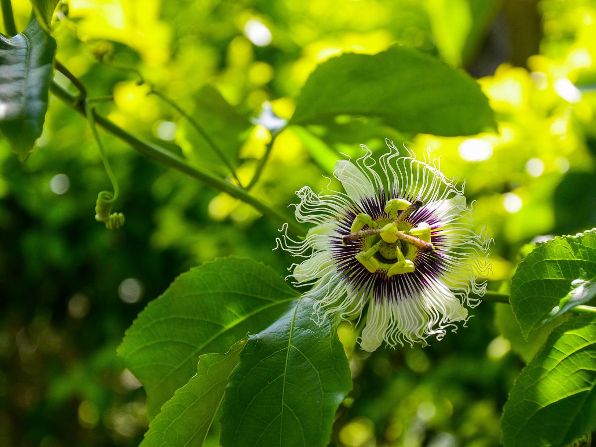 トケイソウを植えてはいけない理由