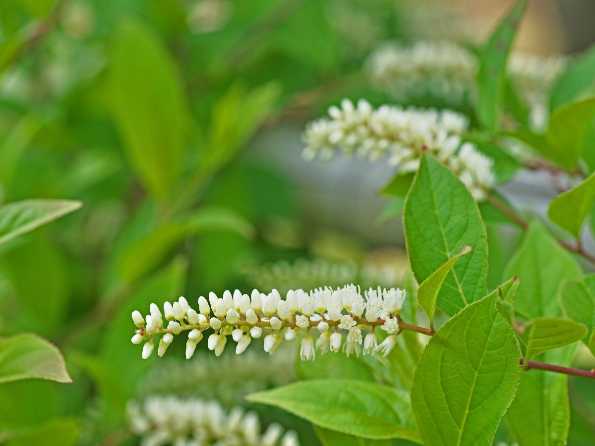 コバノズイナの育て方｜購入から植え付けまで