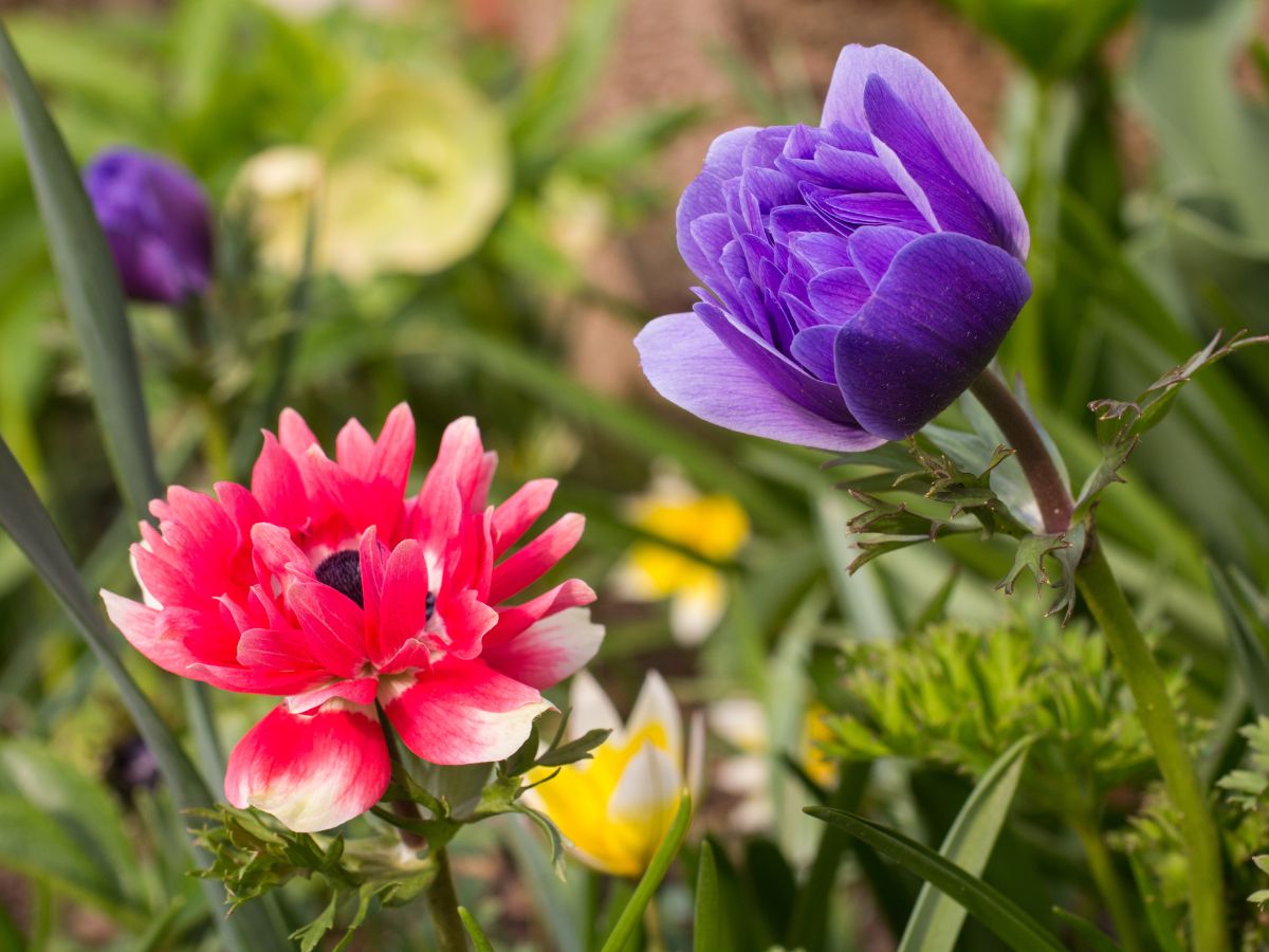 アネモネの花言葉に怖い・悲しい意味が多い理由