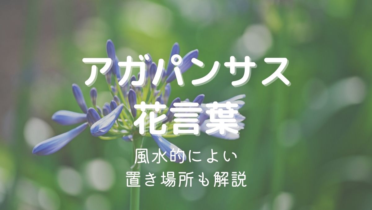 アガパンサスの花言葉に怖い意味はない！風水的によい置き場所も解説