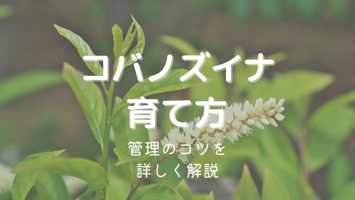 コバノズイナの育て方と管理のコツをガーデニング初心者にもわかりやすく解説