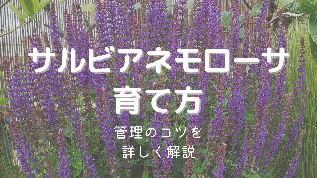 サルビアネモローサの育て方と管理のコツをガーデニング初心者にもわかりやすく解説