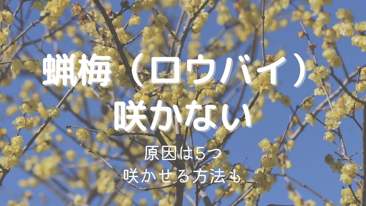 蝋梅の花が咲かない原因5つと咲かせるための対処法！つぼみが落ちる理由も