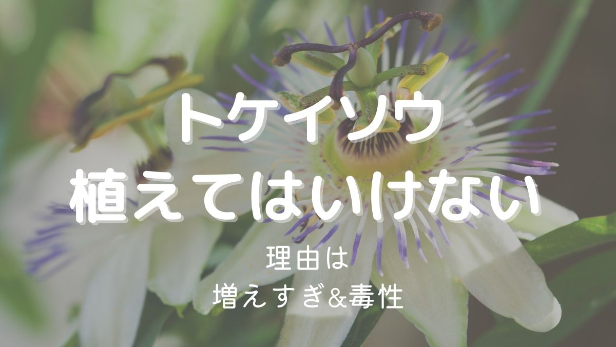 トケイソウを植えてはいけない理由は増えすぎるし毒性があるから！注意点も解説