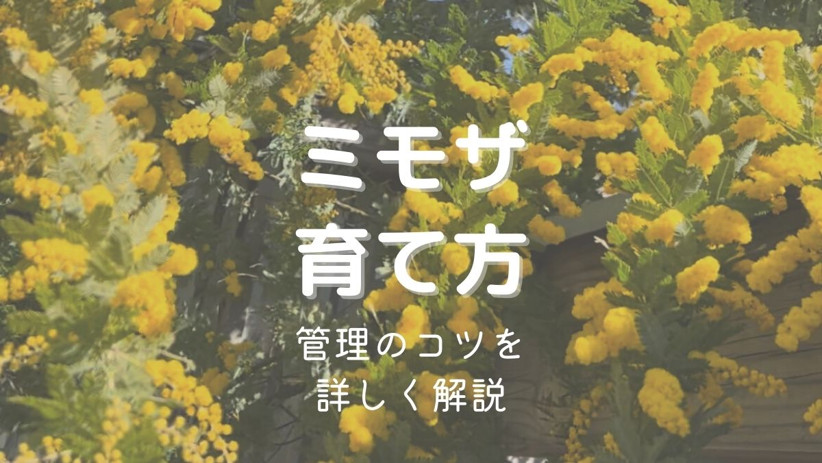 ミモザの育て方と管理のコツを初心者にもわかりやすく解説