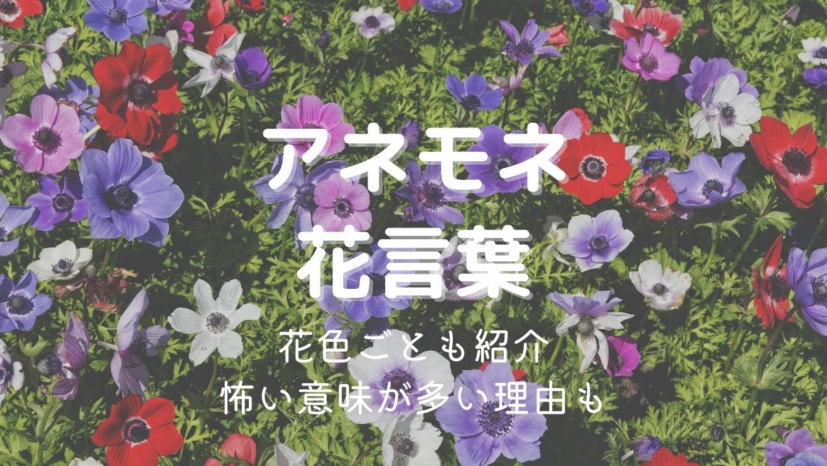 アネモネの花言葉は？色ごとに解説！怖い・悲しい意味が多い理由も