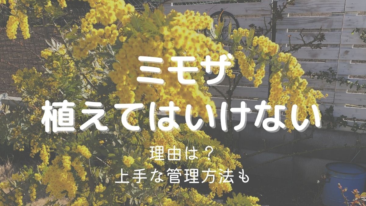 ミモザを植えてはいけない理由は成長スピードと害虫！対処法も解説