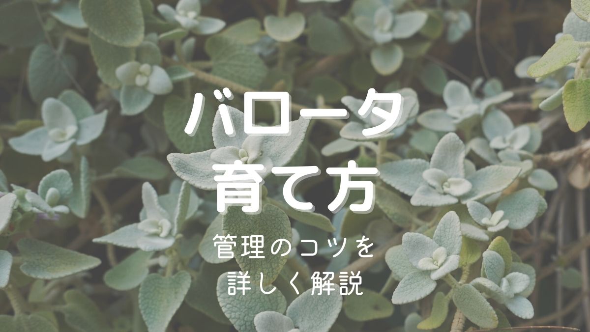 バロータの育て方と管理のコツを初心者にも分かりやすく解説