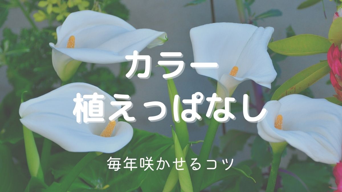 カラー（球根）を植えっぱなしで毎年咲かせるコツは冬越し！やり方を解説