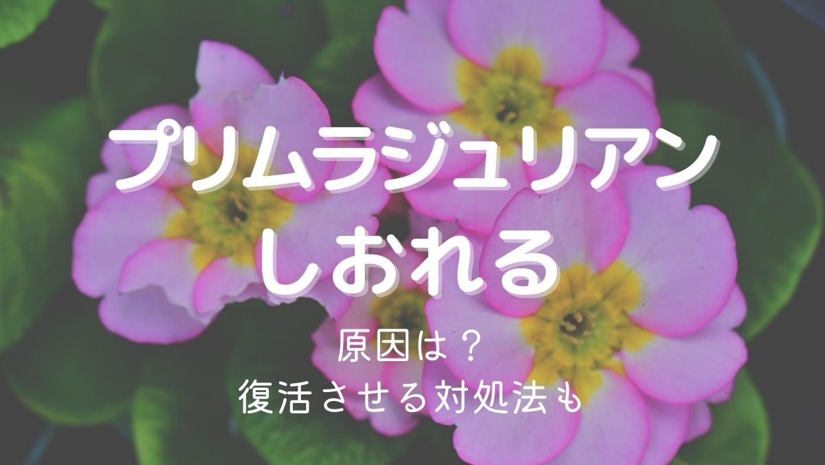 プリムラジュリアンがしおれる原因は？復活させるための対処法を解説