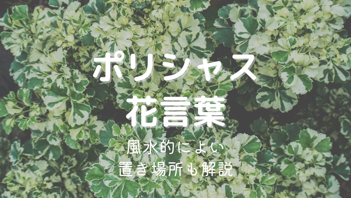 観葉植物のポリシャスの花言葉！風水的によい置き場所も解説