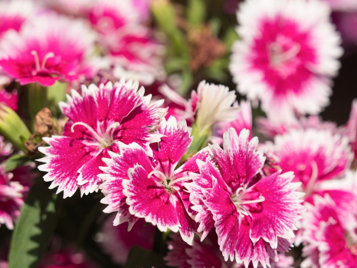 なでしこの花が咲かない原因と咲かせるための対処法