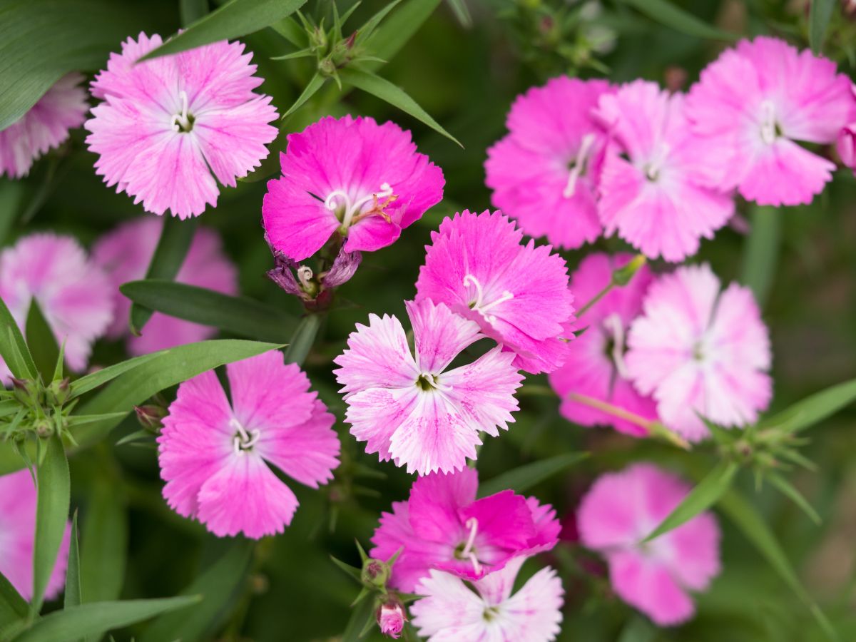 なでしこの花が咲かない原因と咲かせるための対処法