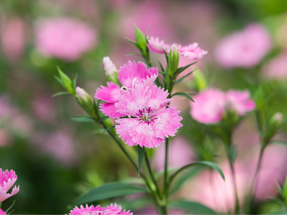 なでしこの花が咲かない原因と咲かせるための対処法