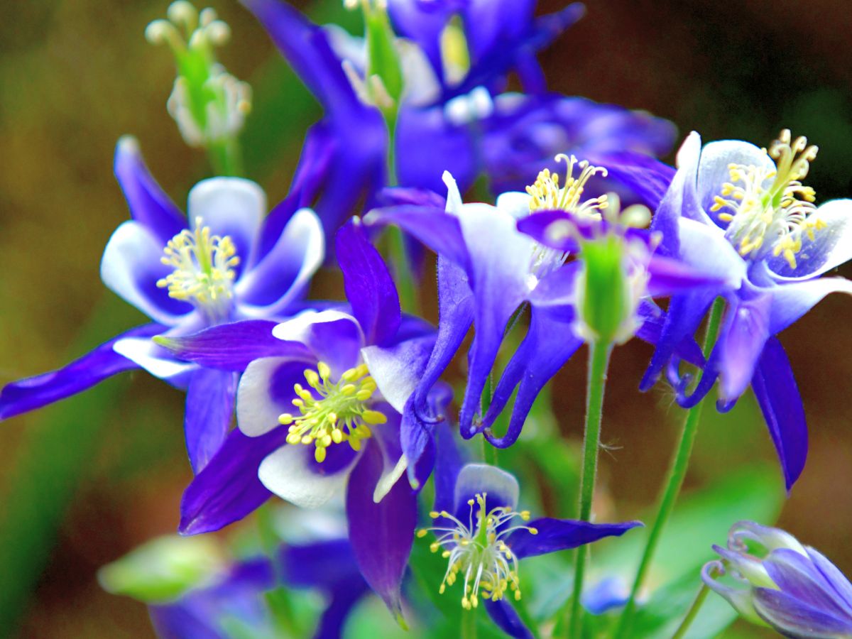 オダマキの花期